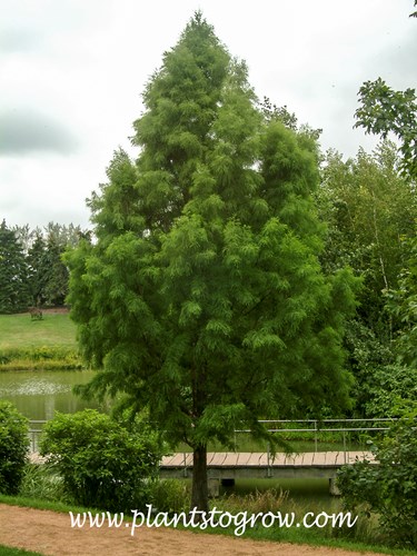 Bald Cypress (Taxodium distichum)